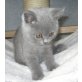 Honeybears Khaleesi, Britisch Kurzhaarkatze - Katze