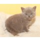 Honeybears Kiss me quick, Britisch Kurzhaarkatze - Kater