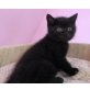 Honeybears Like A Riddle, Britisch Kurzhaarkatze - Kater