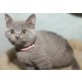 Honeybears Ma Baker, Britisch Kurzhaarkatze - Katze