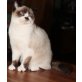 Honeybears Madame Butterfly, Britisch Kurzhaarkatze - Katze