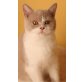 Honeybears Malaga, Britisch Kurzhaarkatze - Katze