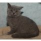 Honeybears Mercedes, Britisch Kurzhaarkatze - Katze