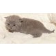Honeybears Merlot, Britisch Kurzhaarkatze - Kater