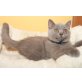 Honeybears Mon Cherie, Britisch Kurzhaarkatze - Katze