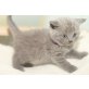 Honeybears Napoleon, Britisch Kurzhaarkatze - Kater