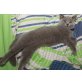 Honeybears Napoleon, Britisch Kurzhaarkatze - Kater