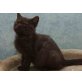Honeybears Neelix, Britisch Kurzhaarkatze - Kater