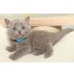Honeybears Nestroy, Britisch Kurzhaarkatze - Kater
