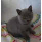 Honeybears Ninette, Britisch Kurzhaarkatze - Katze