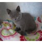 Honeybears Norma Jean, Britisch Kurzhaarkatze - Katze