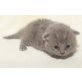 Honeybears OMalley, Britisch Kurzhaarkatze - Kater