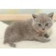 Honeybears Ocean Blue, Britisch Kurzhaarkatze - Kater