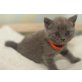 Honeybears One Way Ticket, Britisch Kurzhaarkatze - Katze