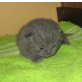 Honeybears Pikachu, Britisch Kurzhaarkatze - Kater