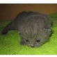 Honeybears Pink, Britisch Kurzhaarkatze - Katze