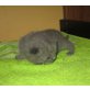 Honeybears Pokerface, Britisch Kurzhaarkatze - Kater