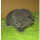 Honeybears Preziosa, Britisch Kurzhaarkatze - Katze