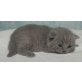 Honeybears Que Sera, Britisch Kurzhaarkatze - Kater
