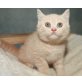 Honeybears Rolls Royce, Britisch Kurzhaarkatze - Kater