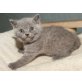 Honeybears Saber Rider, Britisch Kurzhaarkatze - Kater
