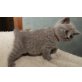 Honeybears Samantha, Britisch Kurzhaarkatze - Katze