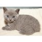 Honeybears Silent Hunter, Britisch Kurzhaarkatze - Kater