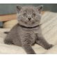 Honeybears Sugarbabe, Britisch Kurzhaarkatze - Katze