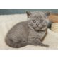 Honeybears Summerdream, Britisch Kurzhaarkatze - Katze