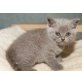 Honeybears Swedy, Britisch Kurzhaarkatze - Katze