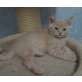 Honeybears What is the question, Britisch Kurzhaarkatze - Kater