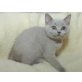 Honeybears Xenia, Britisch Kurzhaarkatze - Katze