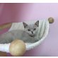 Honeybears Yu-Gi-Oh, Britisch Kurzhaarkatze - Kater
