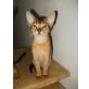Honye und Hermes, Abessinier - Kater