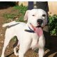 Hook, Dogo Argentino - Rüde
