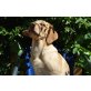 Hook, Labrador Retriever - Rüde