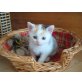 Hope, Ana, Europäische Kurzhaarkatze - Katze
