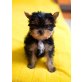 Hope & Happy, Yorkshire Terrier Welpen - Hündin