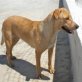 Hope, Labrador-Mischling - Hündin