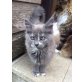 Hope und Hobbit, Maine Coon - Katze