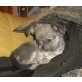 Horathio, Chihuahua langhaariger Schlag Welpen - Rüde
