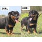 Horu und Zoru, Dackel-Mischling Welpen - Rüde