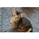 Horus, Somali - Kater