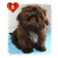 Hot Hurrycane, Shih Tzu Welpen - Rüde