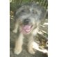 Houdini, Terrier-Mischling Welpen - Rüde