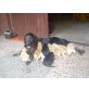 Hovawart und Goldenretriever Welpen - Hündin