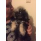 Howard, Bichon Frisé - Rüde