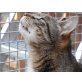 Hr.Polt, Europäische Kurzhaarkatze - Kater