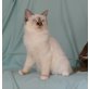 Huba&Hümér, Heilige Birma - Kater