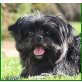 Hubi, Shih-Tzu-Mix - Hündin